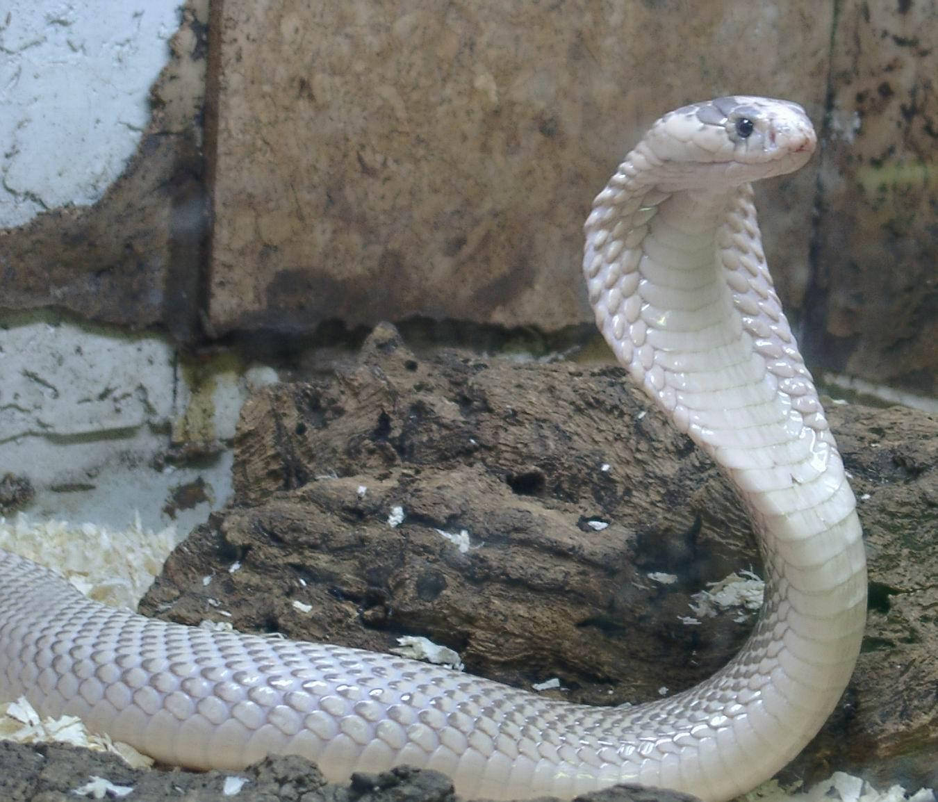 Cobra White Aesthetic Next To Wall Wallpaper