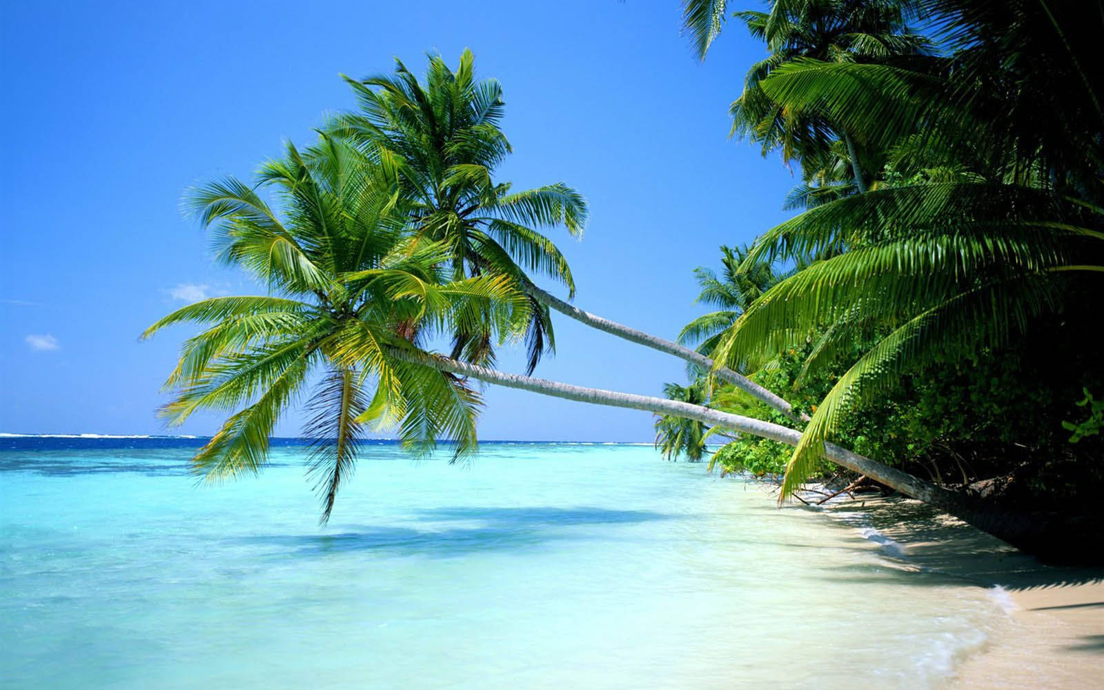 Coconut Trees Slanting Over The Shore Wallpaper