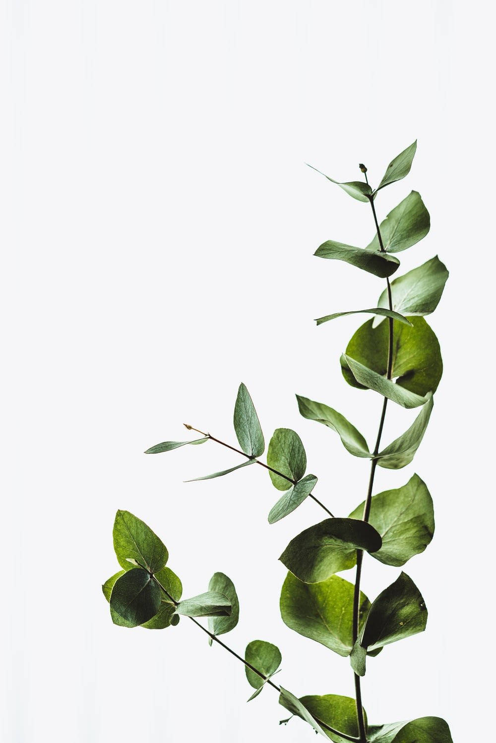 Coin-shaped Eucalyptus Leaves Wallpaper