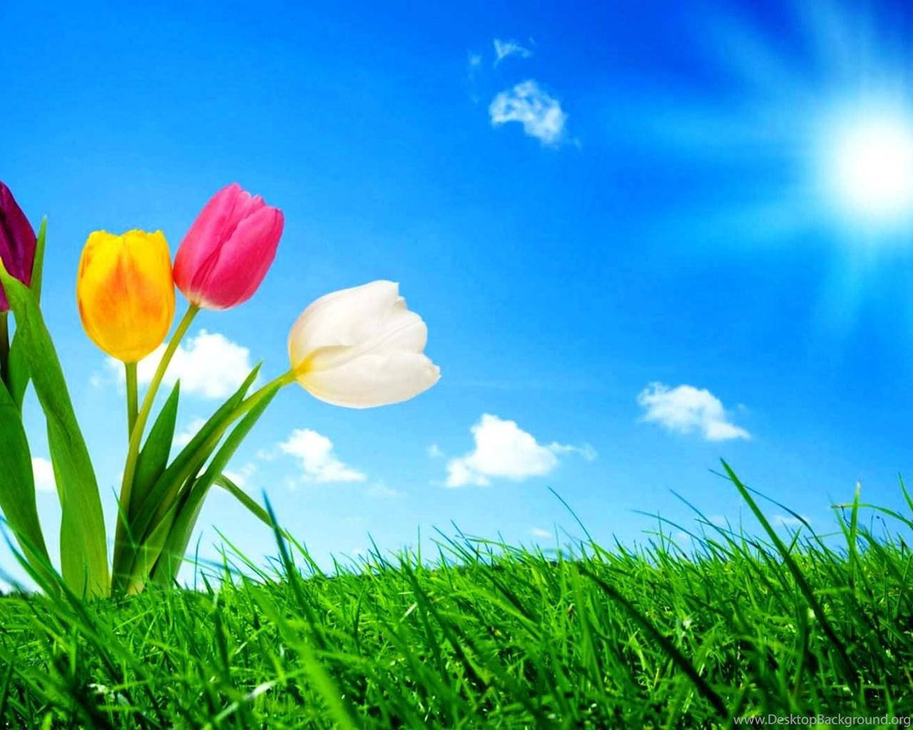 Colorful Attractive Tulips Wallpaper