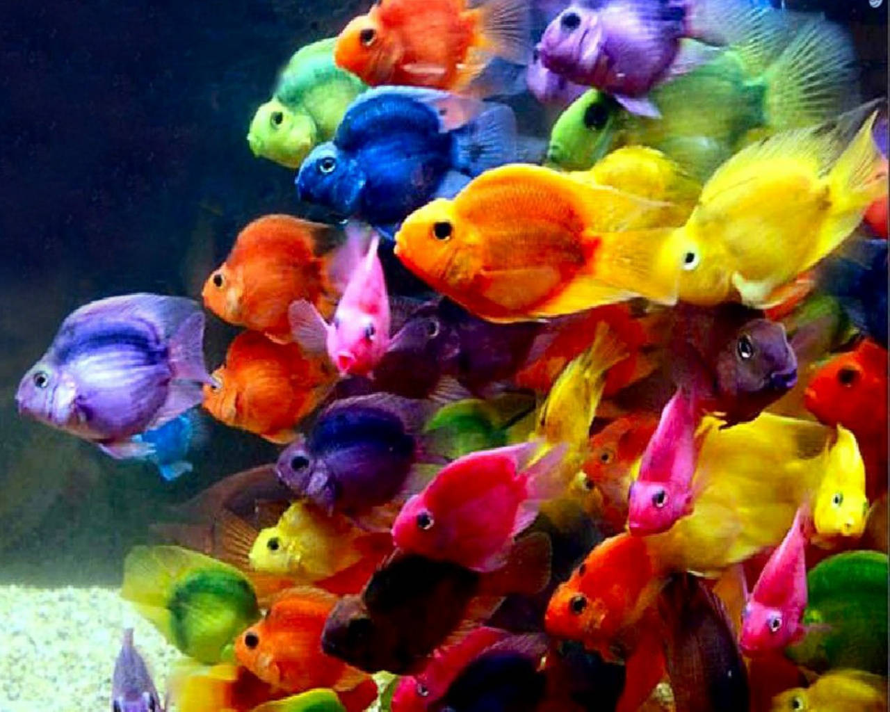 Colorful Cool Tiny Fish Wallpaper