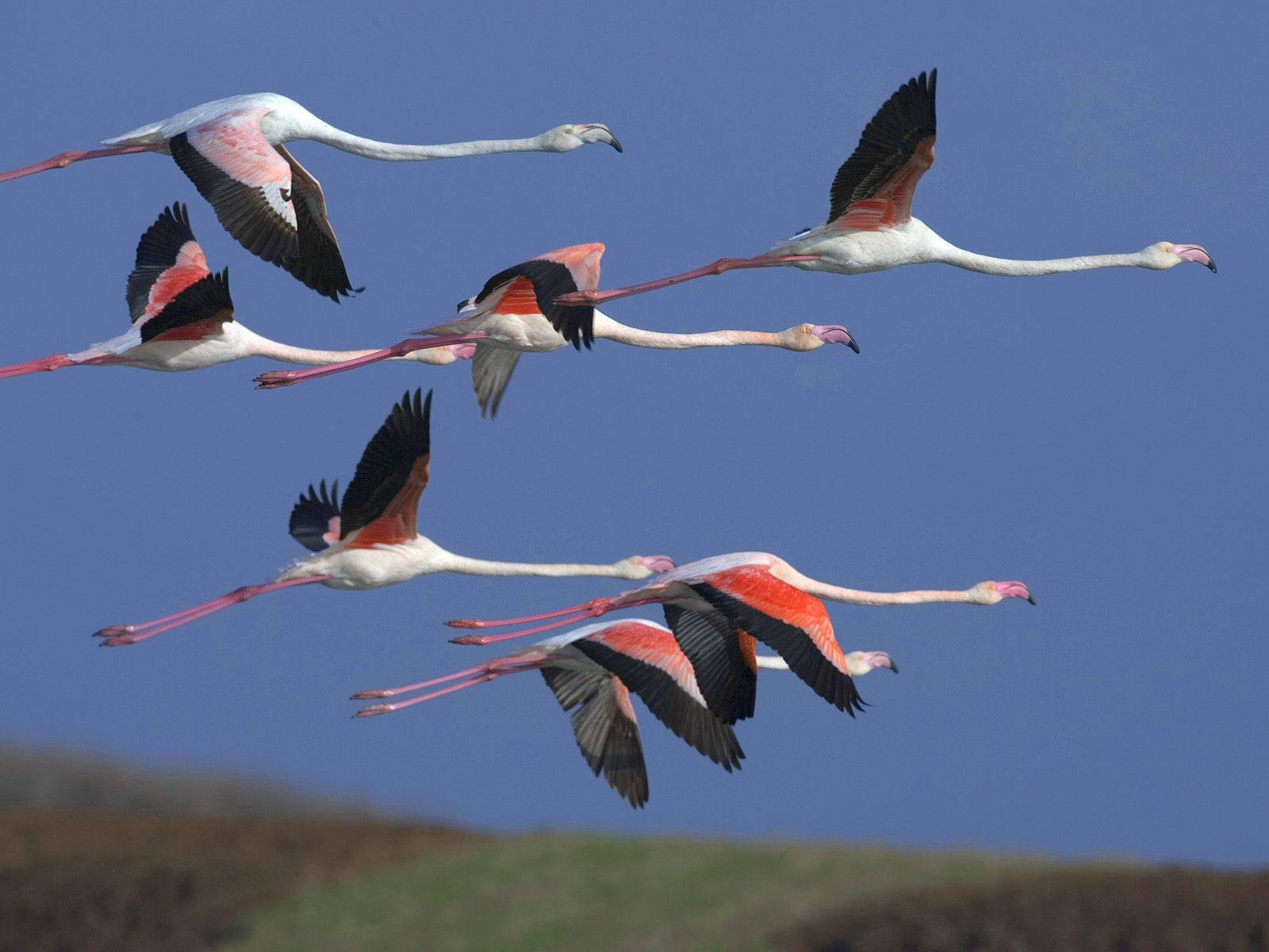 Colorful Flamingos Soar Above The Andes Wallpaper