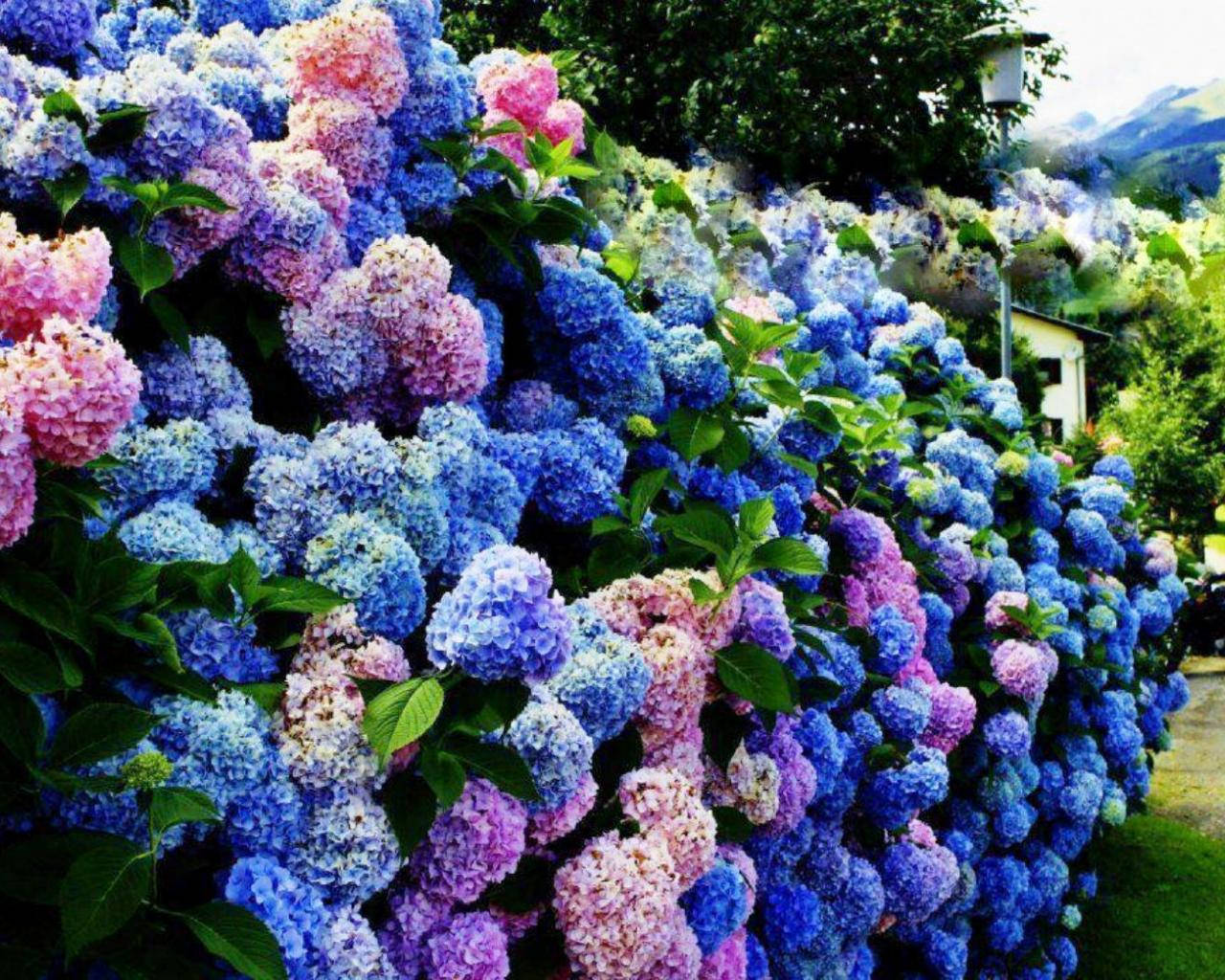 Colorful Hydrangea Bush Wallpaper