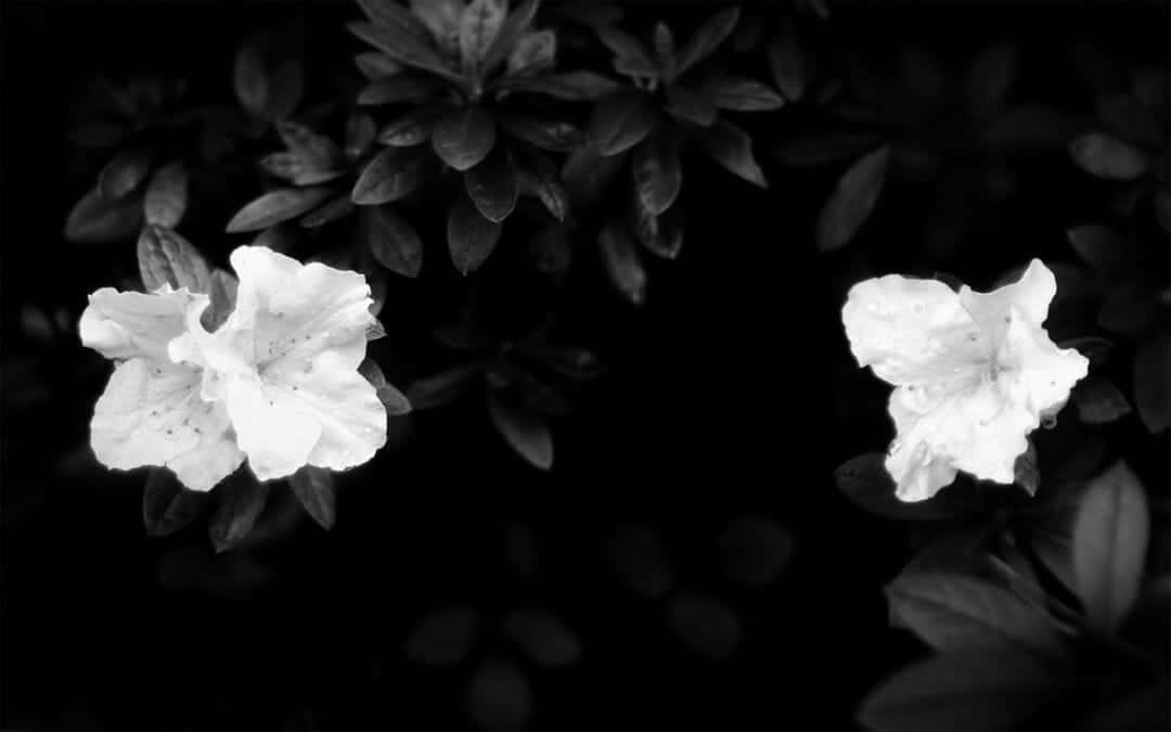 Colorful In Simplicity: Black & White Flower On An Apple Iphone Wallpaper