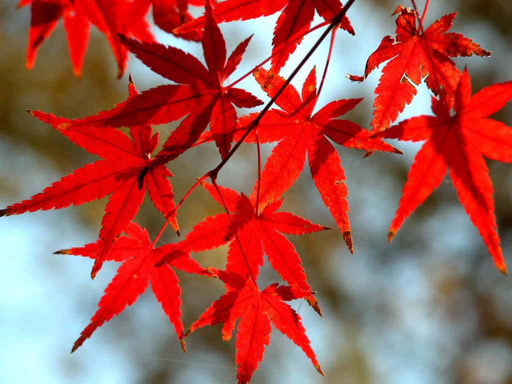 Colorful Nature In Autumn Wallpaper