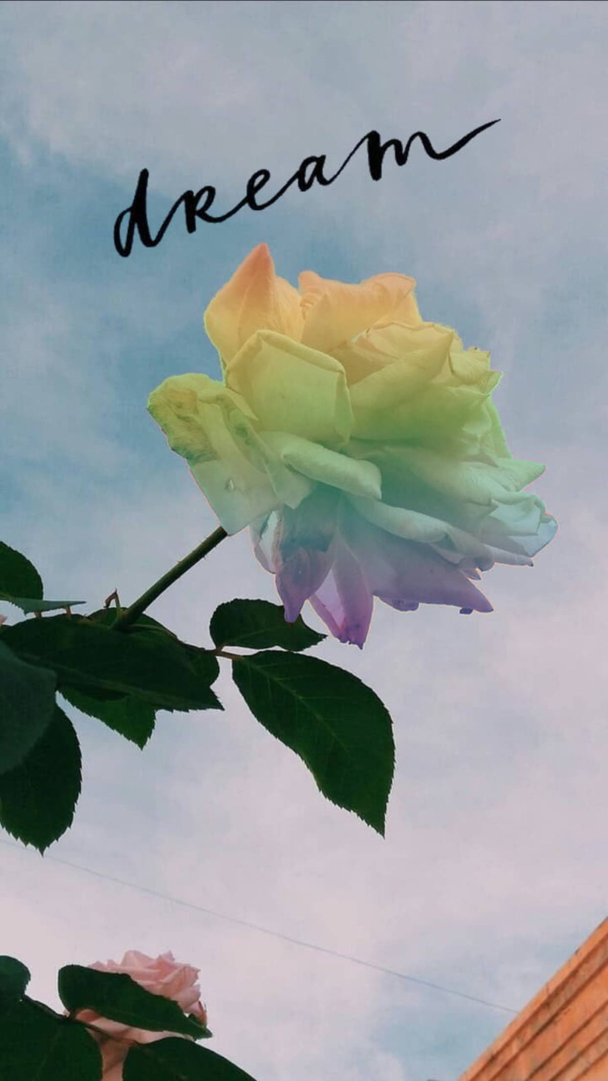 Colorful Rose Lgbt Phone Aesthetic Wallpaper