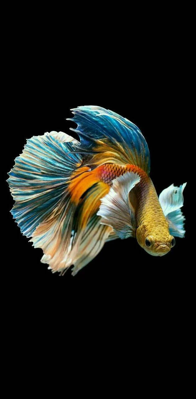 Colorful Siamese Fighting Fish Iphone Wallpaper