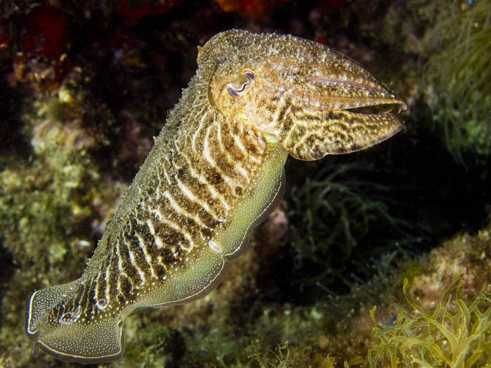 Common Cuttlefish In Sepia Color Wallpaper