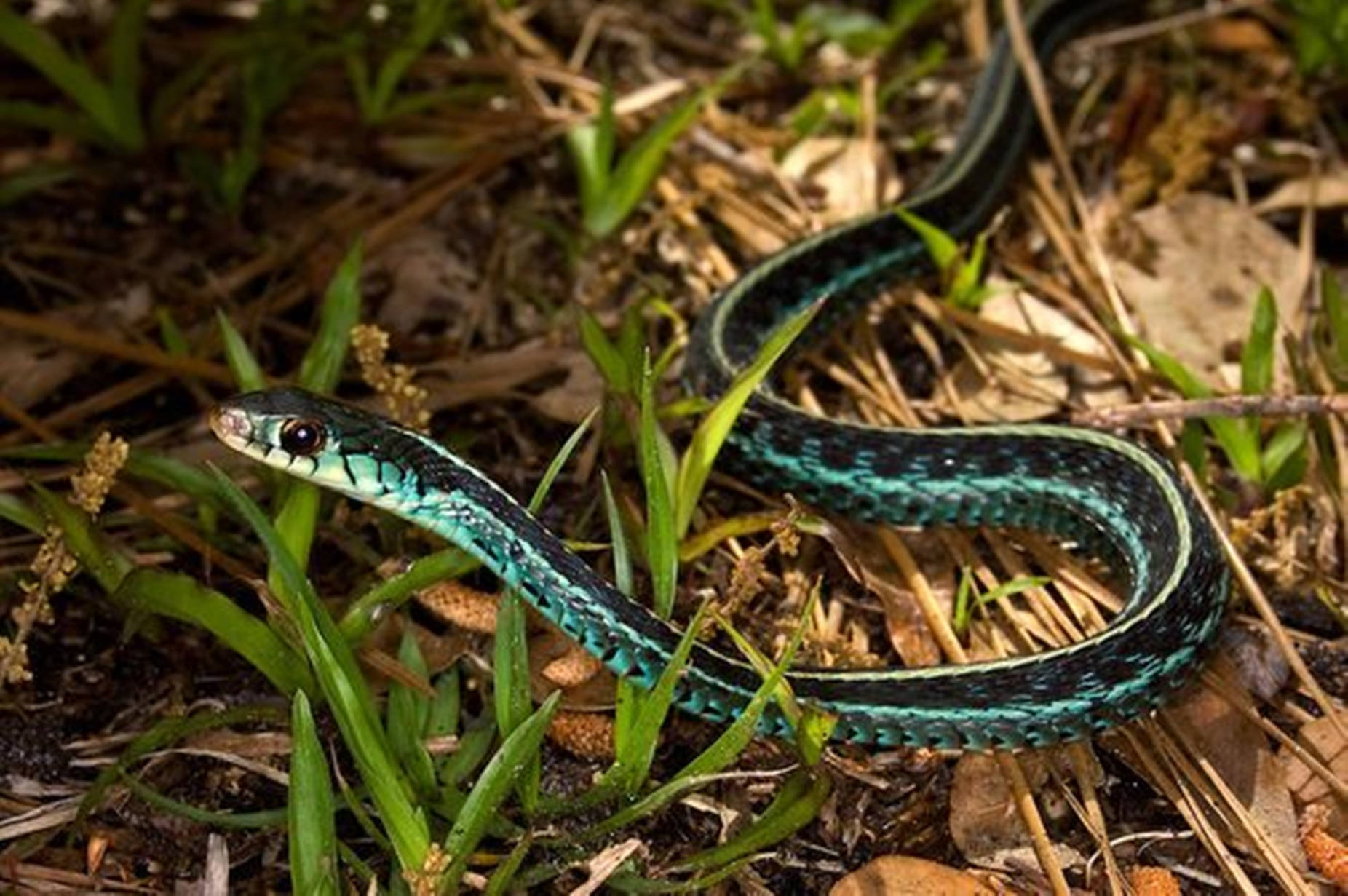 Common Garter Snake Wallpaper