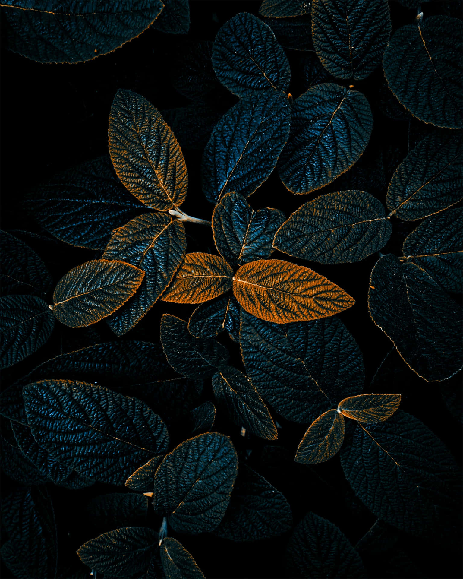 Contrasting Leaves Dark Background Wallpaper