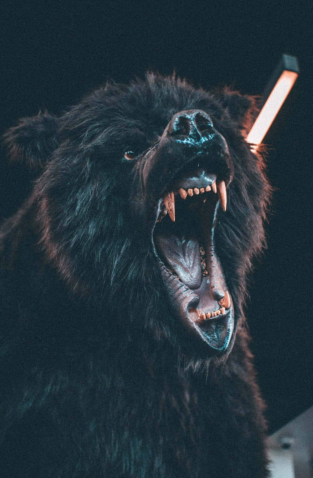 Cool Bear Roaring Wallpaper