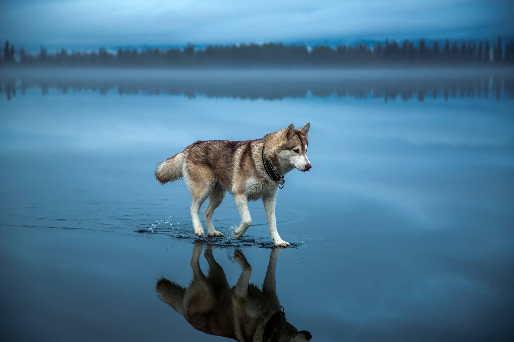 Cool Brown Siberian Husky Tablet Wallpaper