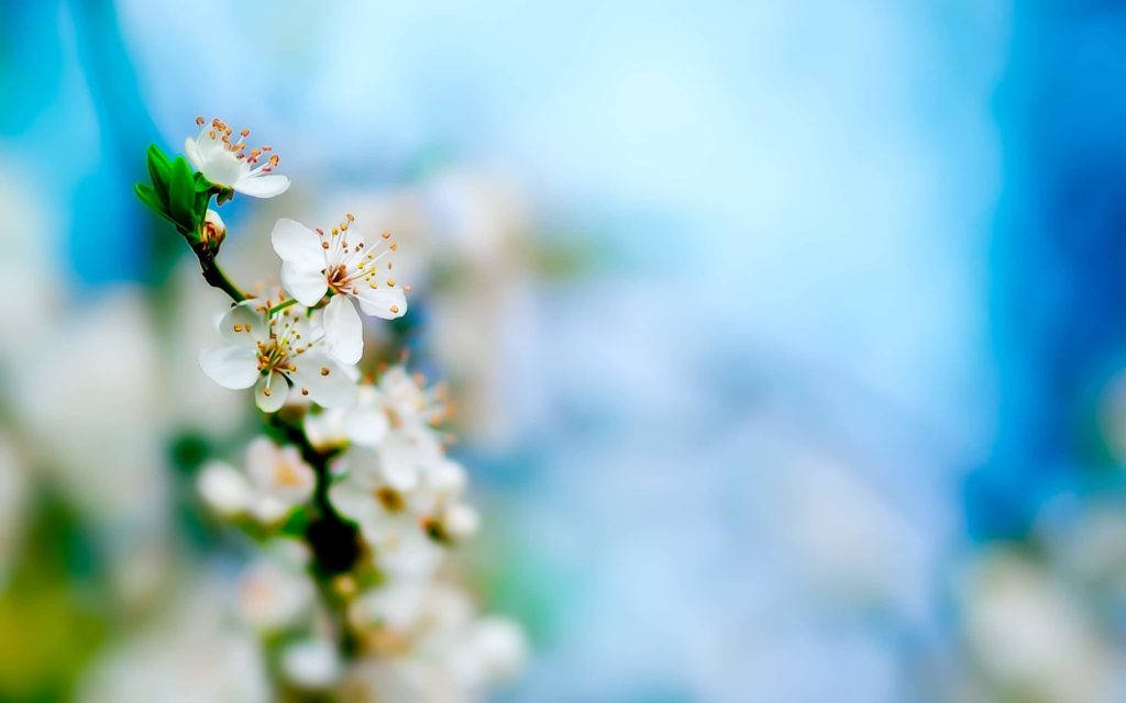 Cool Desktop White Flower Wallpaper