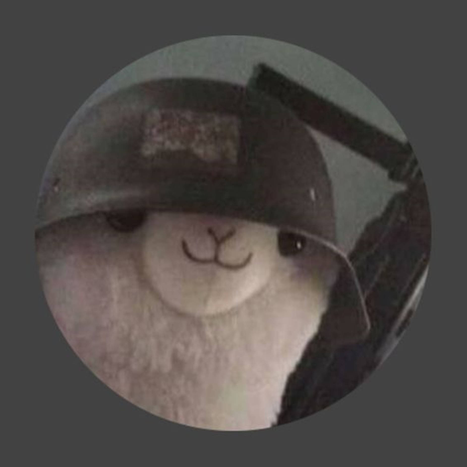 Cool Llama Looking Cool In His Cap Wallpaper