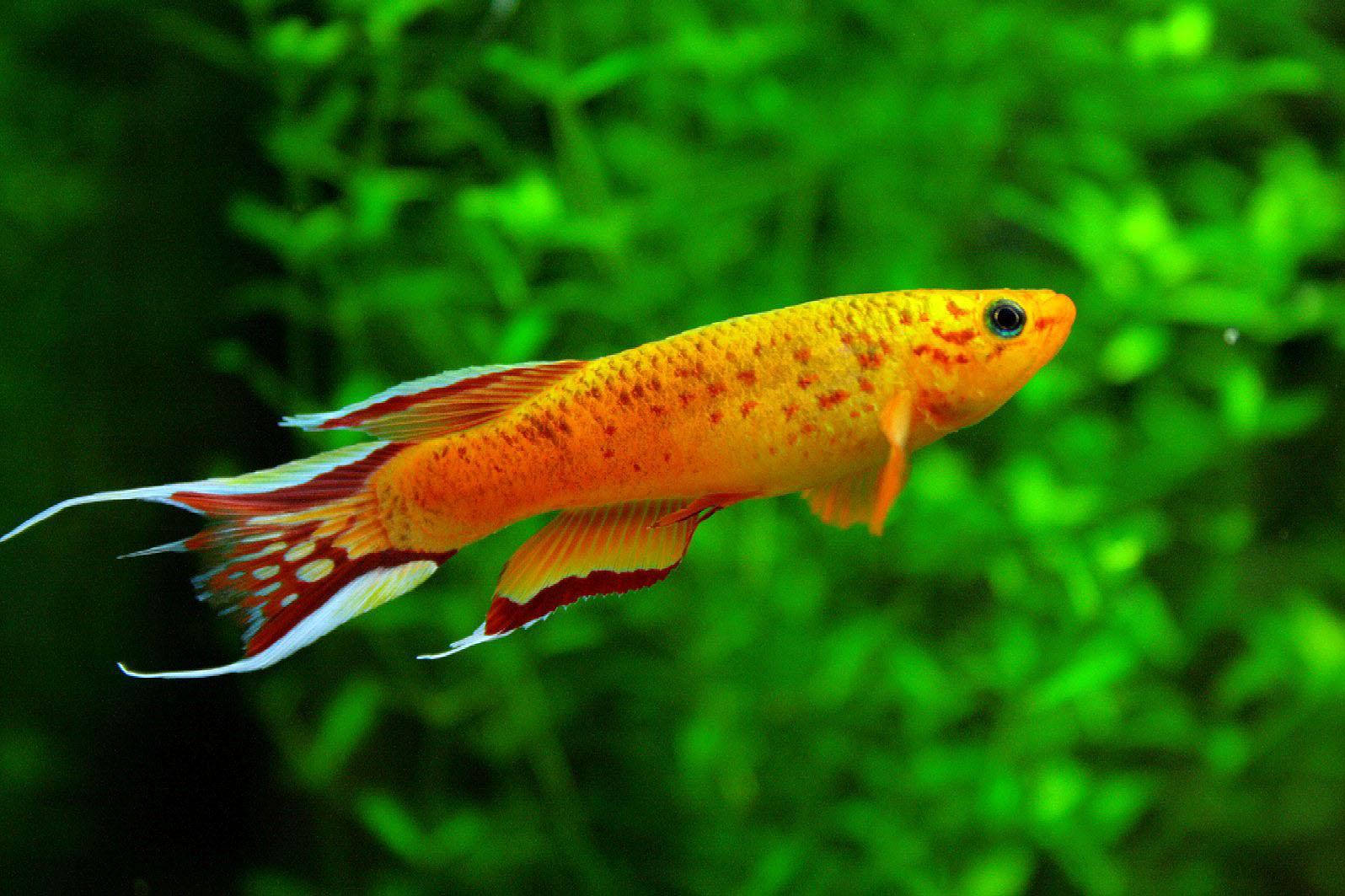 Cool Orange Fish Wallpaper