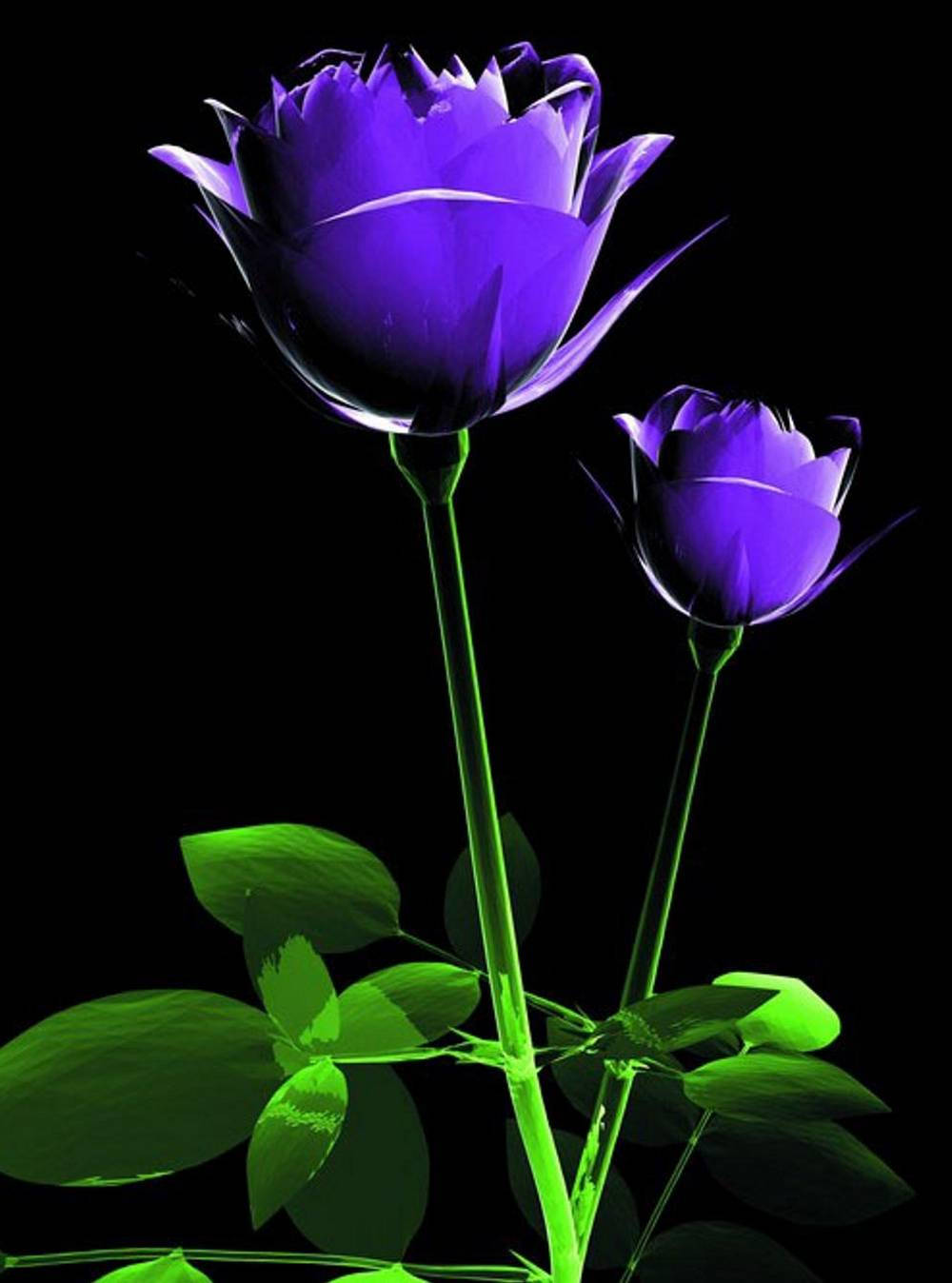 Cool Phone Purple Flower Wallpaper