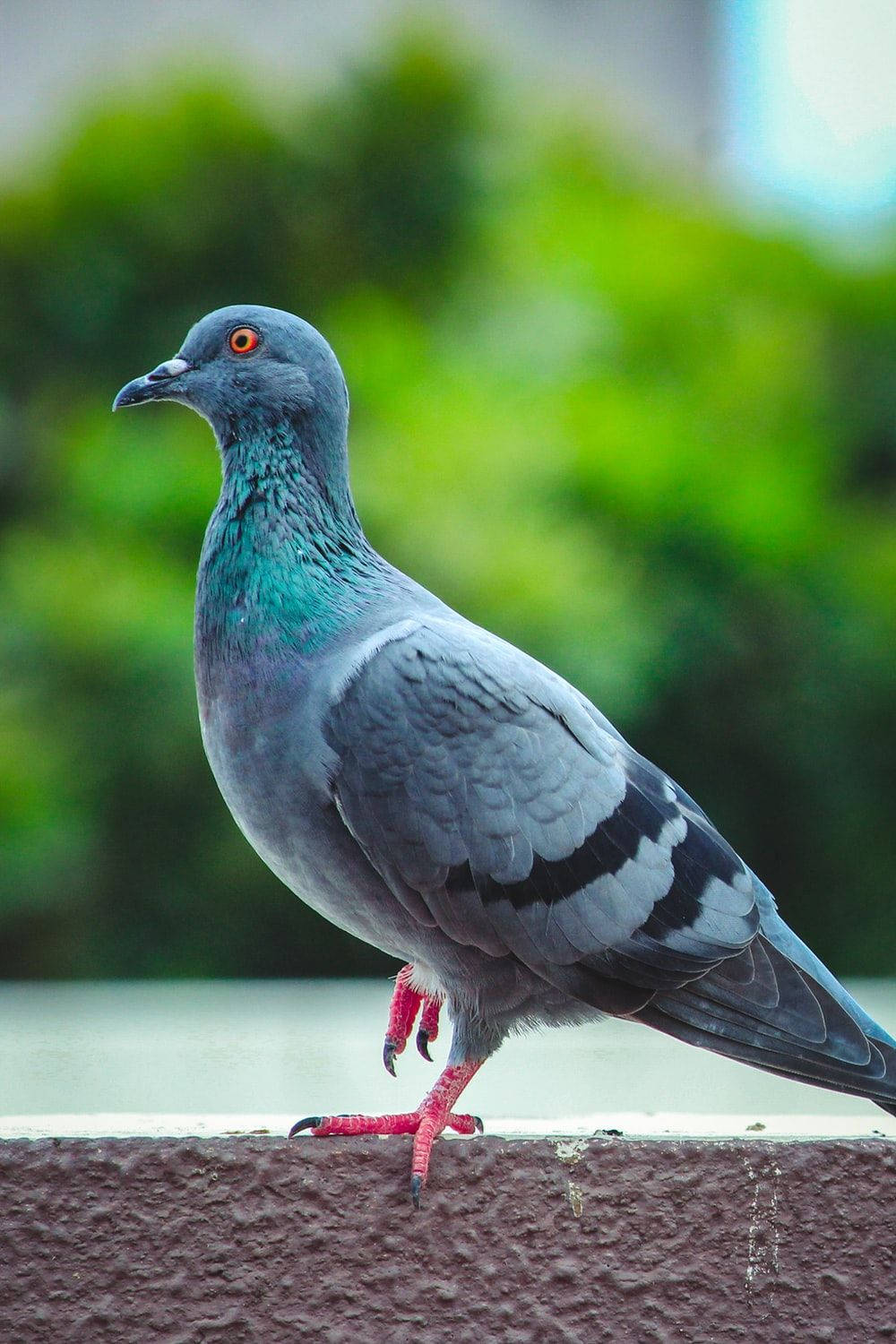 Cool Resting Feral Pigeon Bird Wallpaper