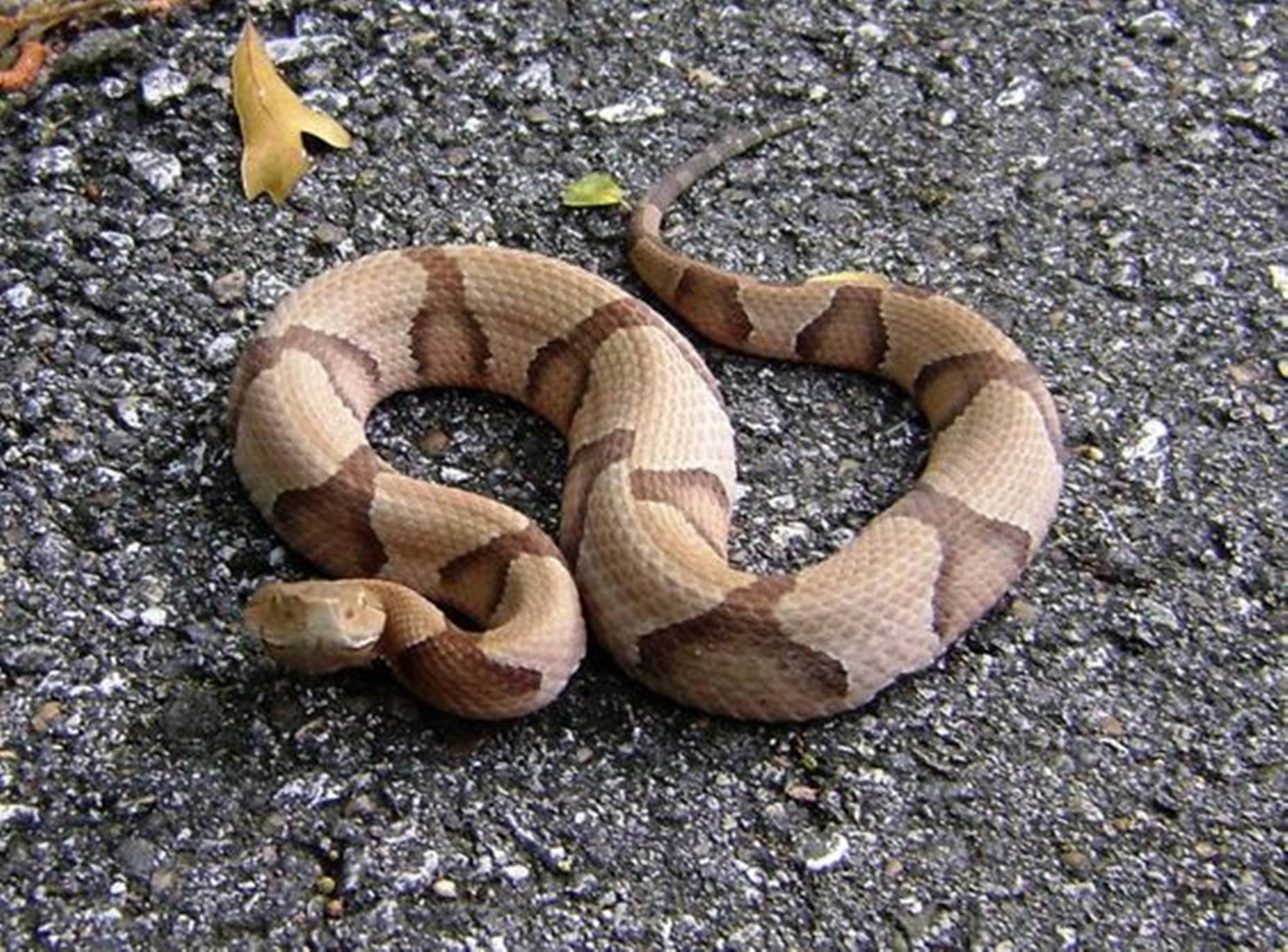 Copperhead In A Striking Coil Posture Wallpaper