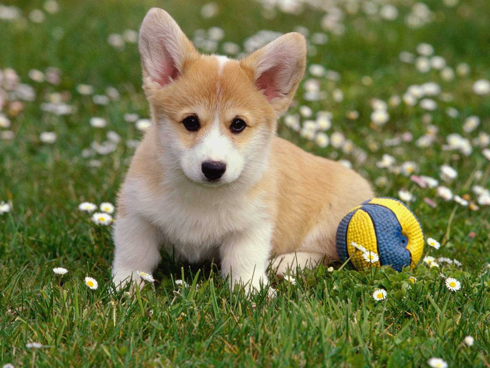 Corgi Squeaky Ball Picture Wallpaper