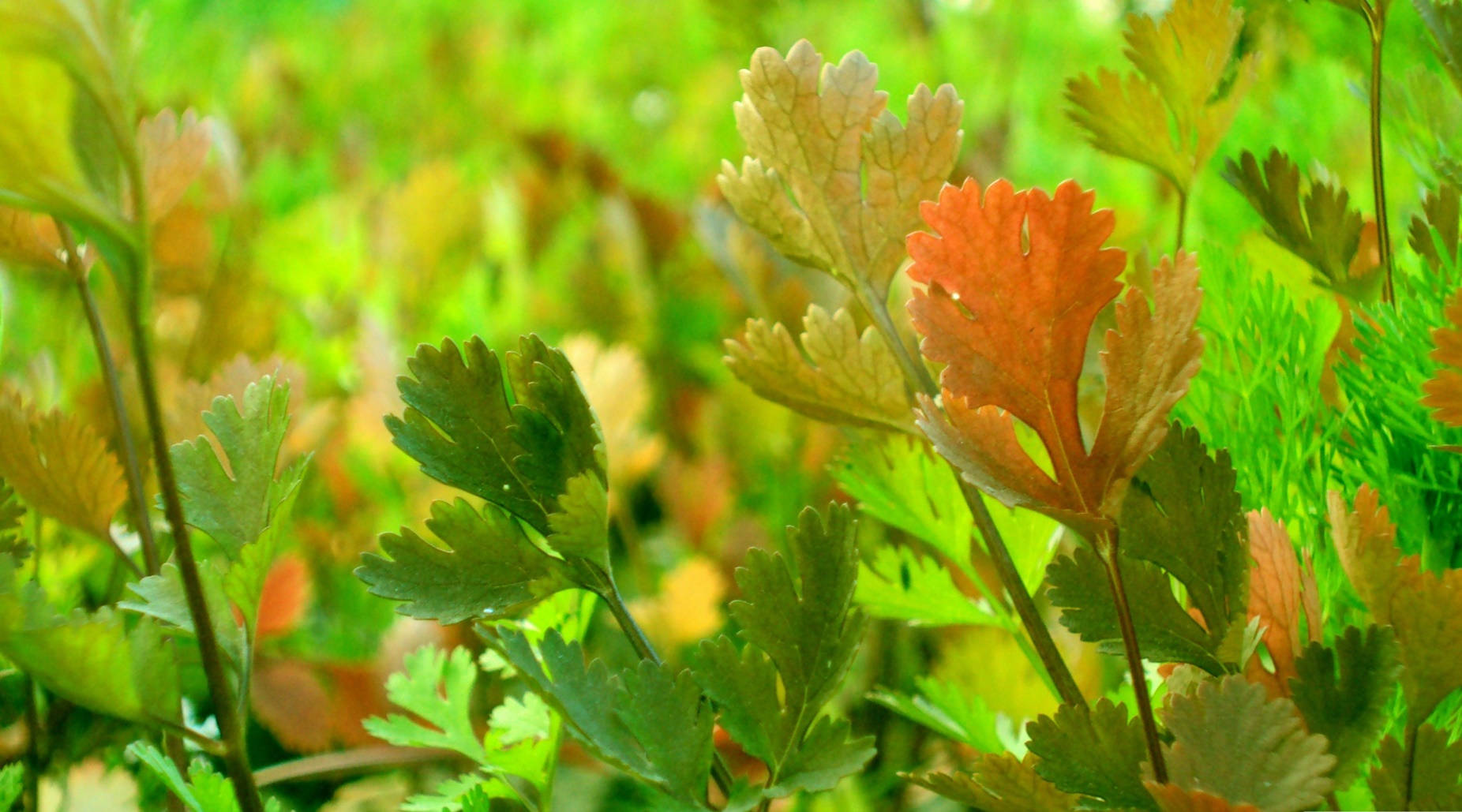 Coriander Herb Macro Shot Wallpaper