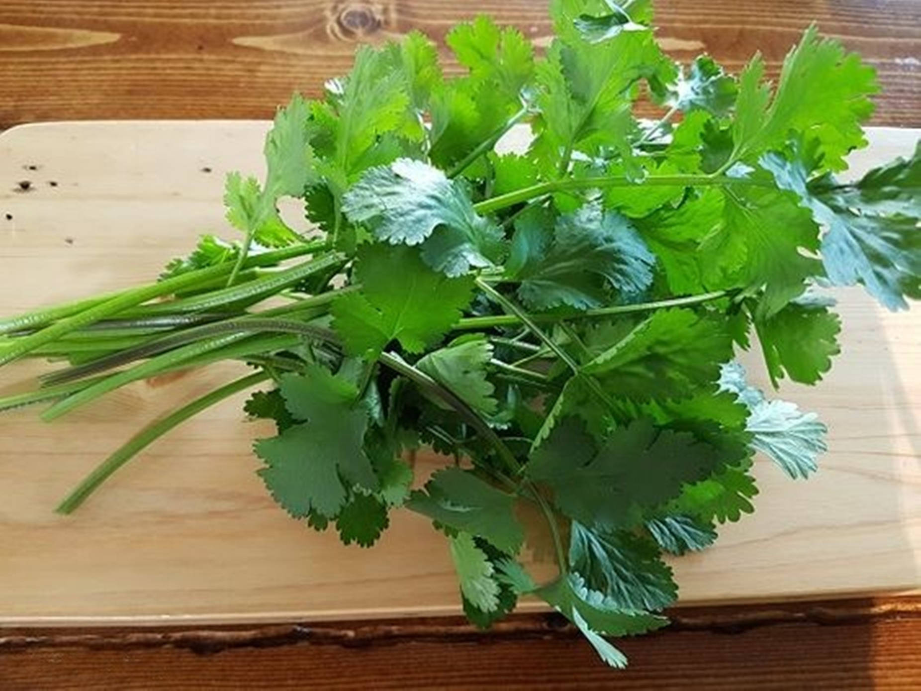 Coriander Herbs On Chopping Board Wallpaper