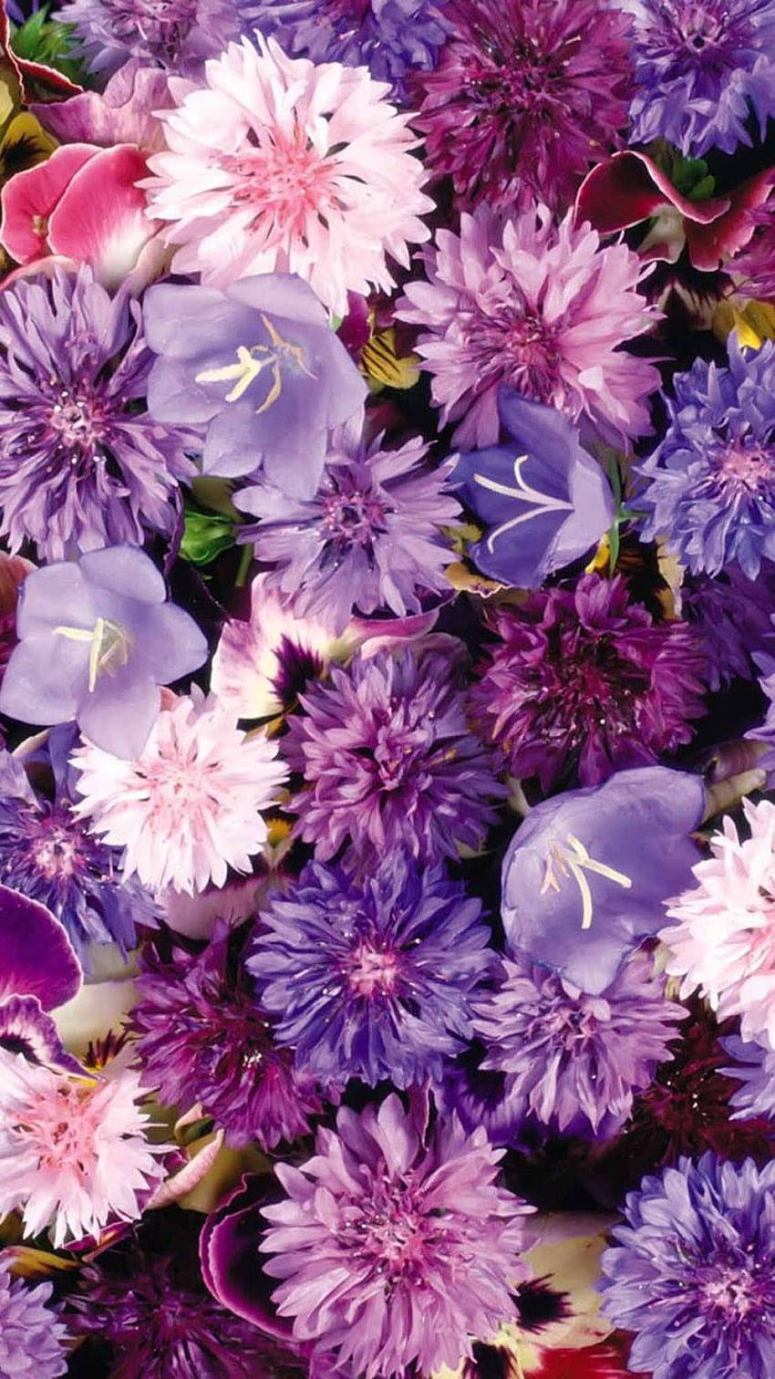 Cornflower Aesthetic Purple Flower Wallpaper