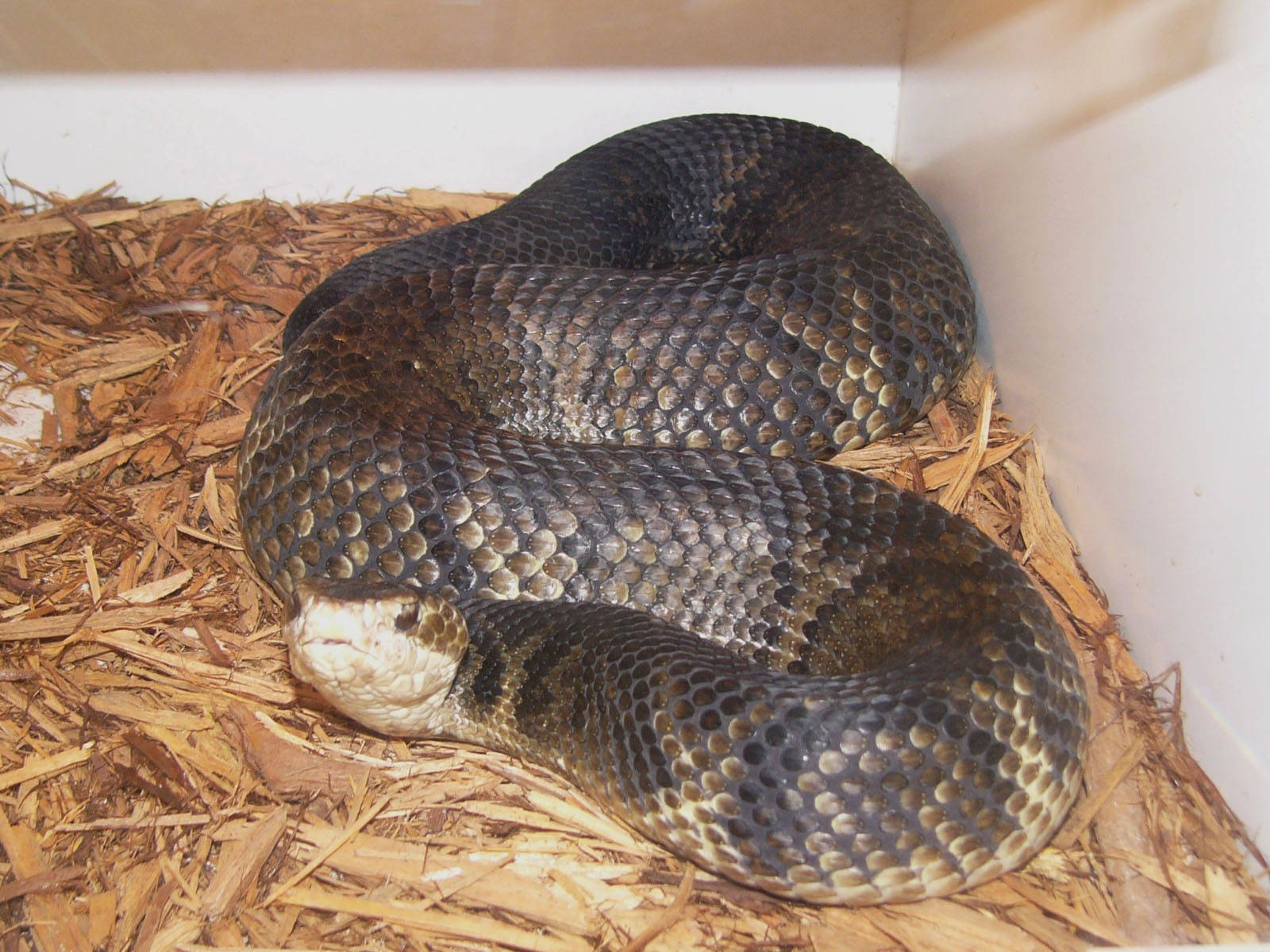 Cottonmouth Inside A Zoo Vivarium Wallpaper