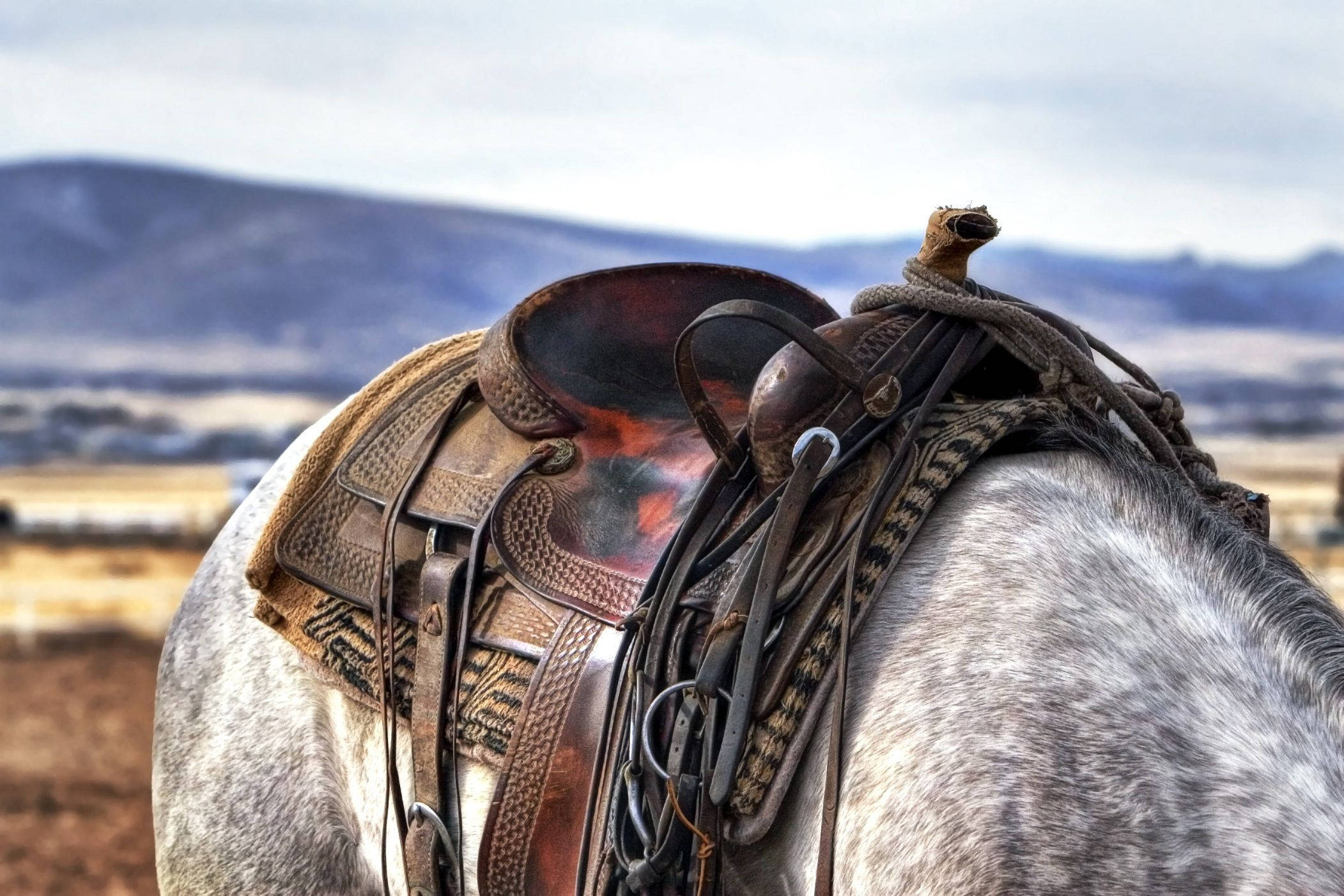 Country Western White Horse Saddle Wallpaper