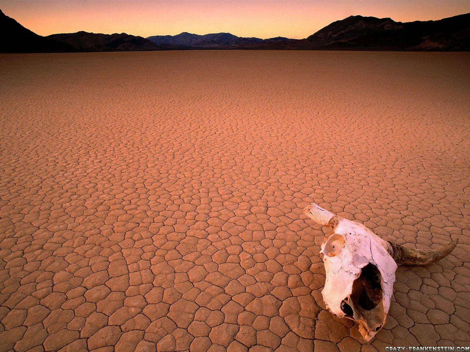 Cow Skull Dry Valley Wallpaper