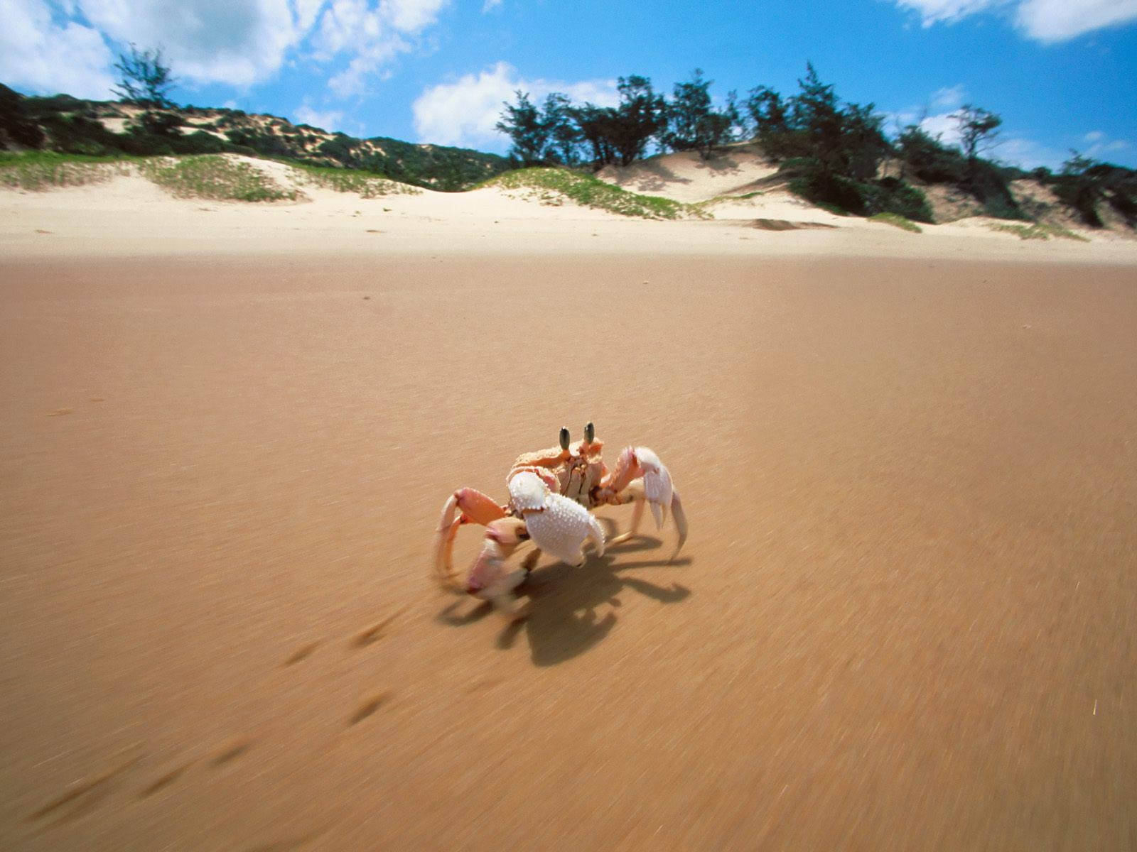 Crab Crawling In Sand Wallpaper