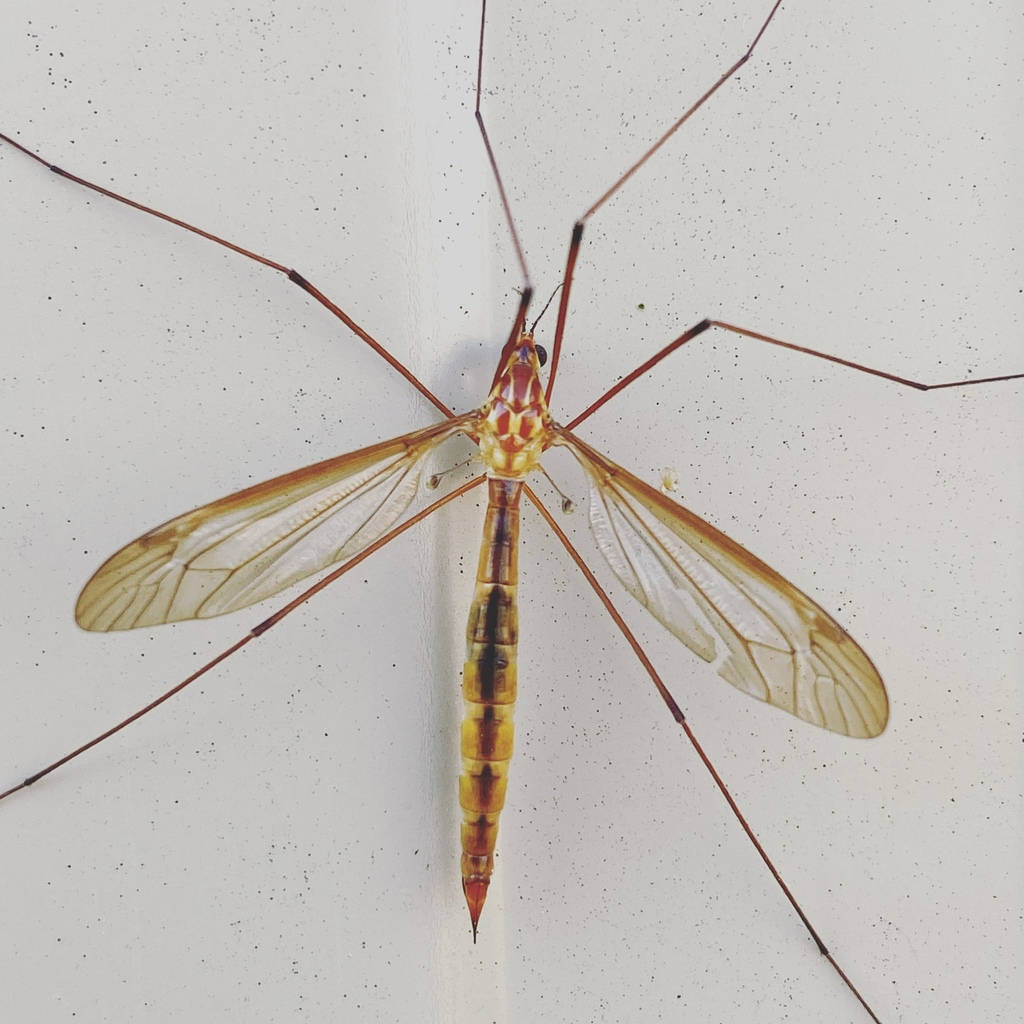 Crane Fly Wallpaper