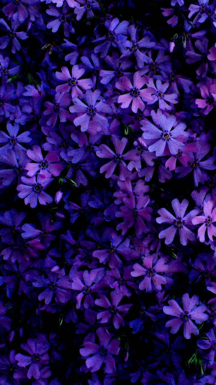 Creeping Phlox As An Aesthetic Purple Flower Wallpaper