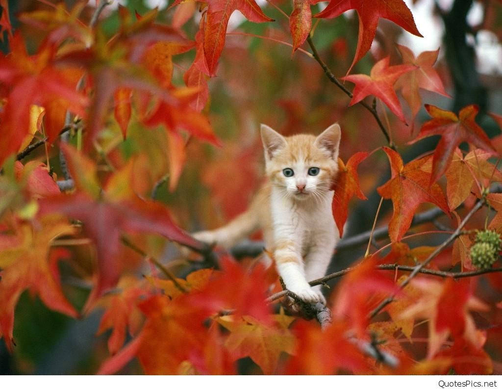 Cuddling With Autumn: A Kitten Embracing The Season Wallpaper