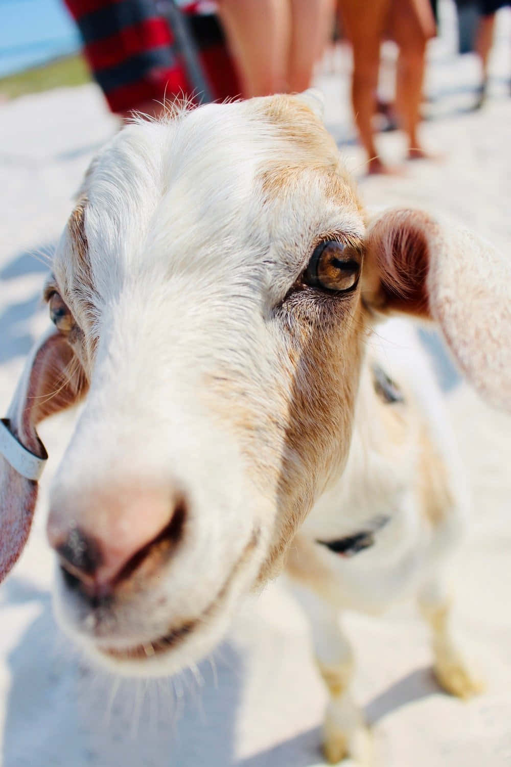 Curious Goat Close Up Wallpaper