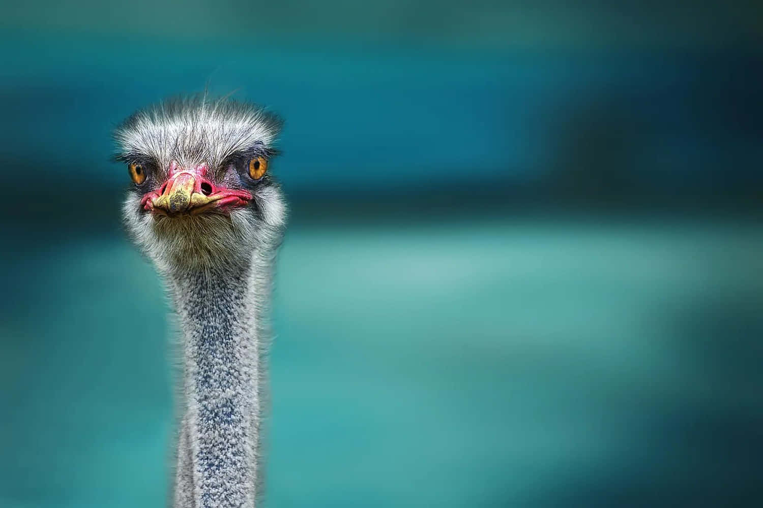 Curious Ostrich Portrait Wallpaper