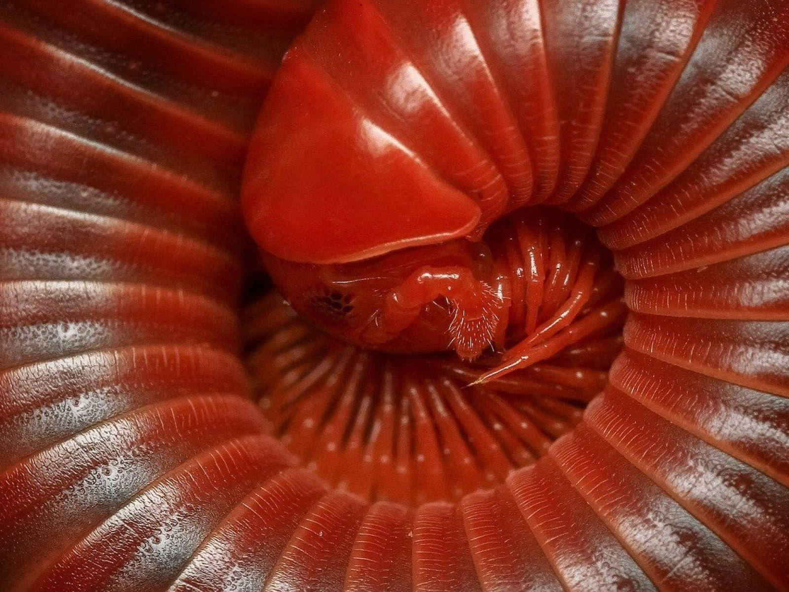 Curled-up Scarlet Millipede Wallpaper