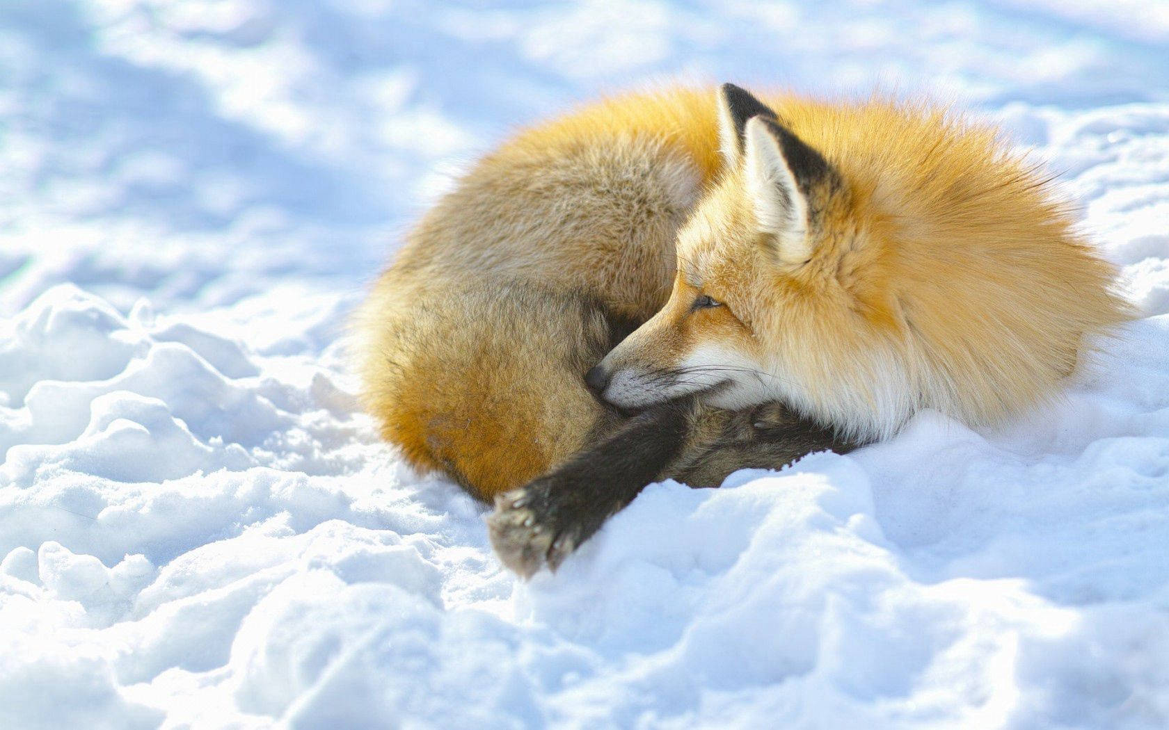 Curling Up Red Fox Wallpaper