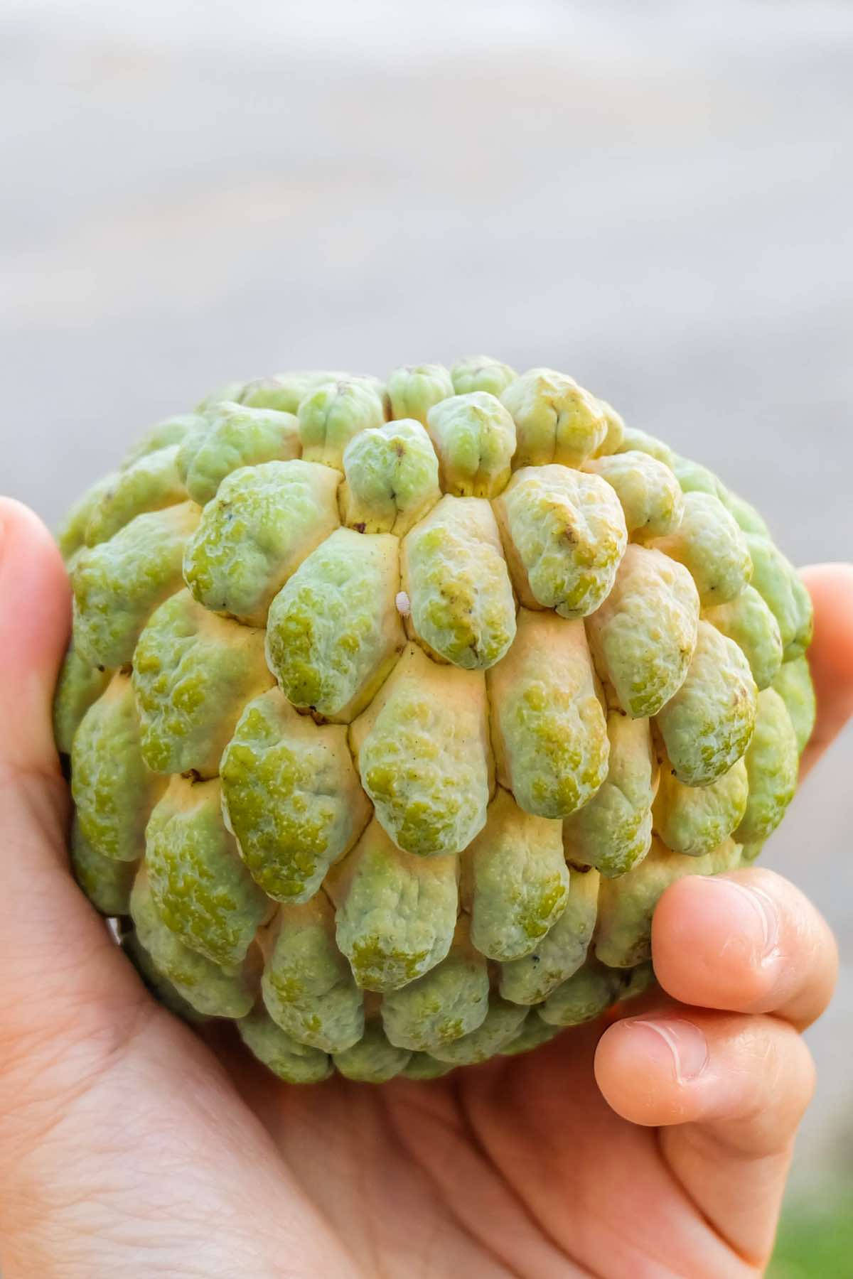 Custard Apple Scaly Skin Wallpaper