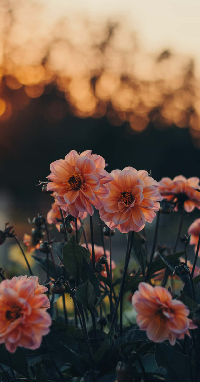 Cute Aesthetic Dahlia Flowers Wallpaper