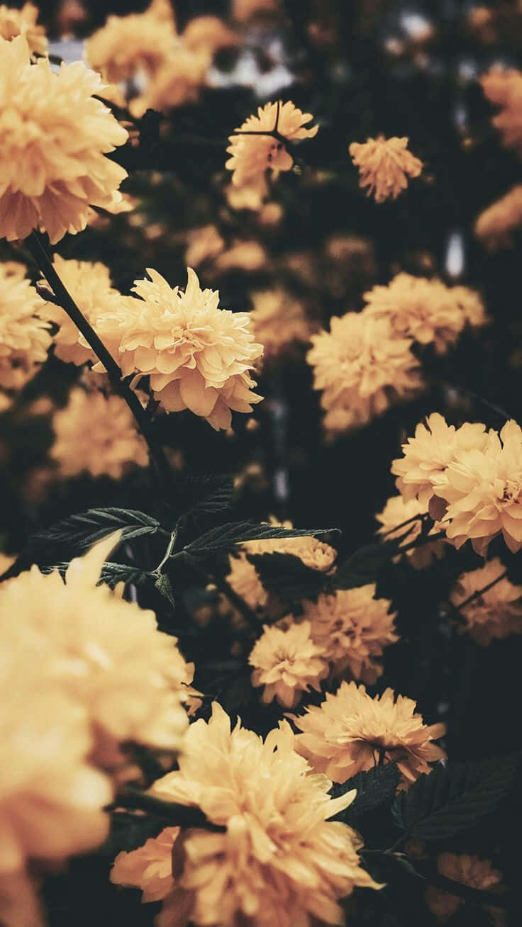 Cute Aesthetic Yellow Flowers Wallpaper