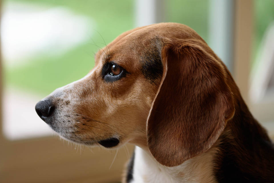 Cute Beagle Puppy With Big Ears Wallpaper