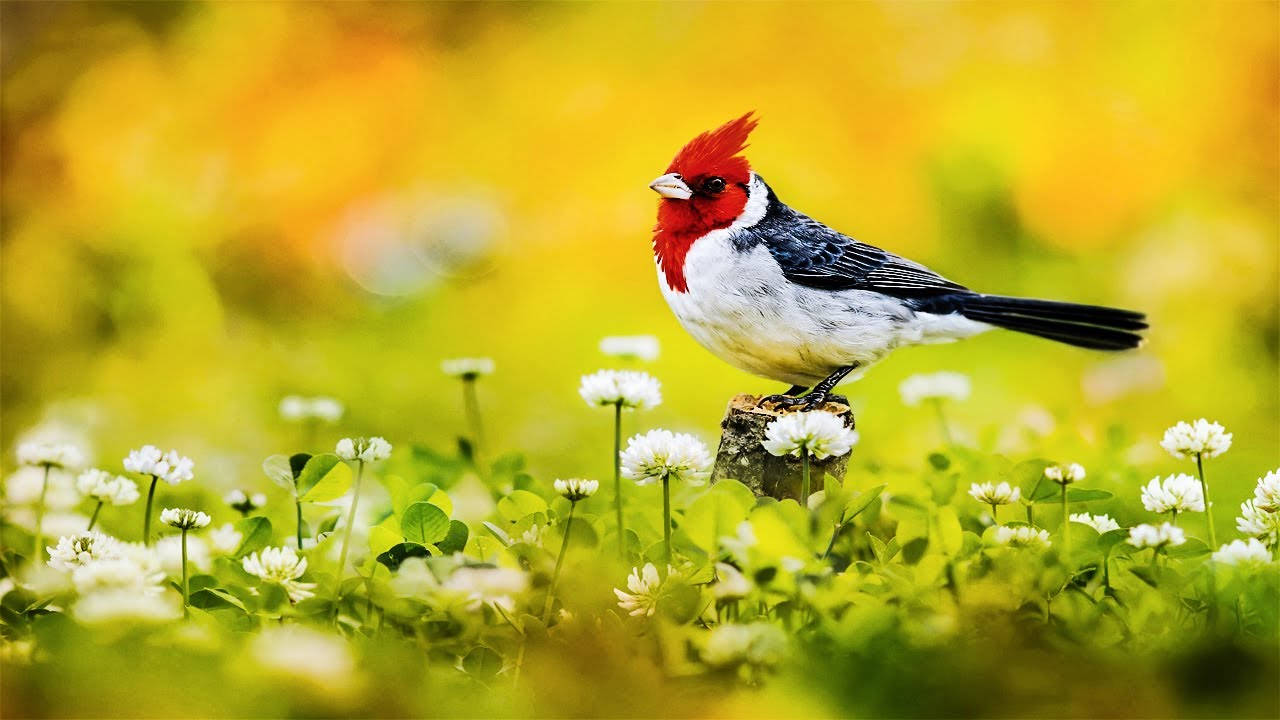 Cute Bird White Pansy Morning Glory Wallpaper