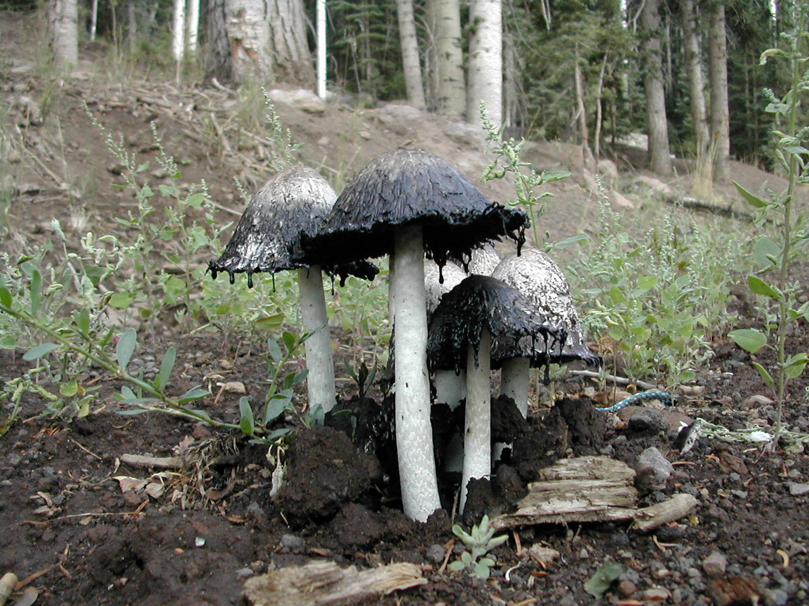 Cute Black And White Mushrooms In Forest Wallpaper