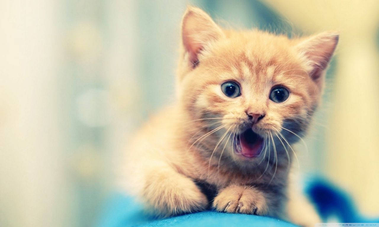 Cute Cat All Best Wallpaper