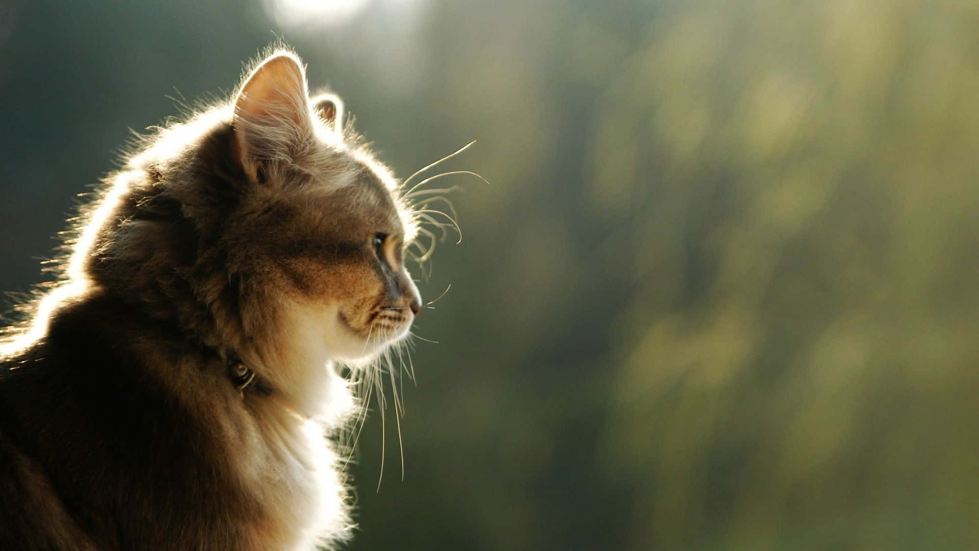 Cute Cat Enjoying A Relaxing Day On The Desktop