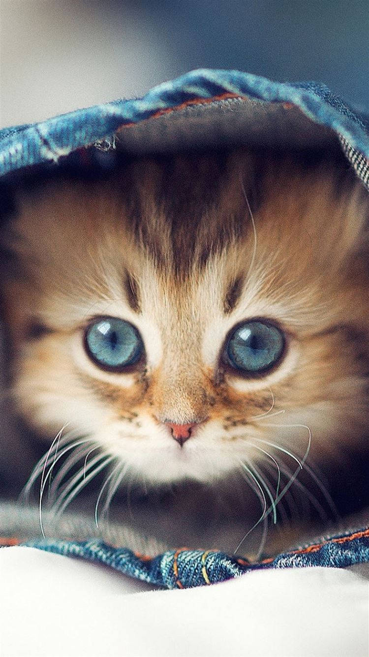 Cute Cat Inside Denim Jeans Pants Wallpaper