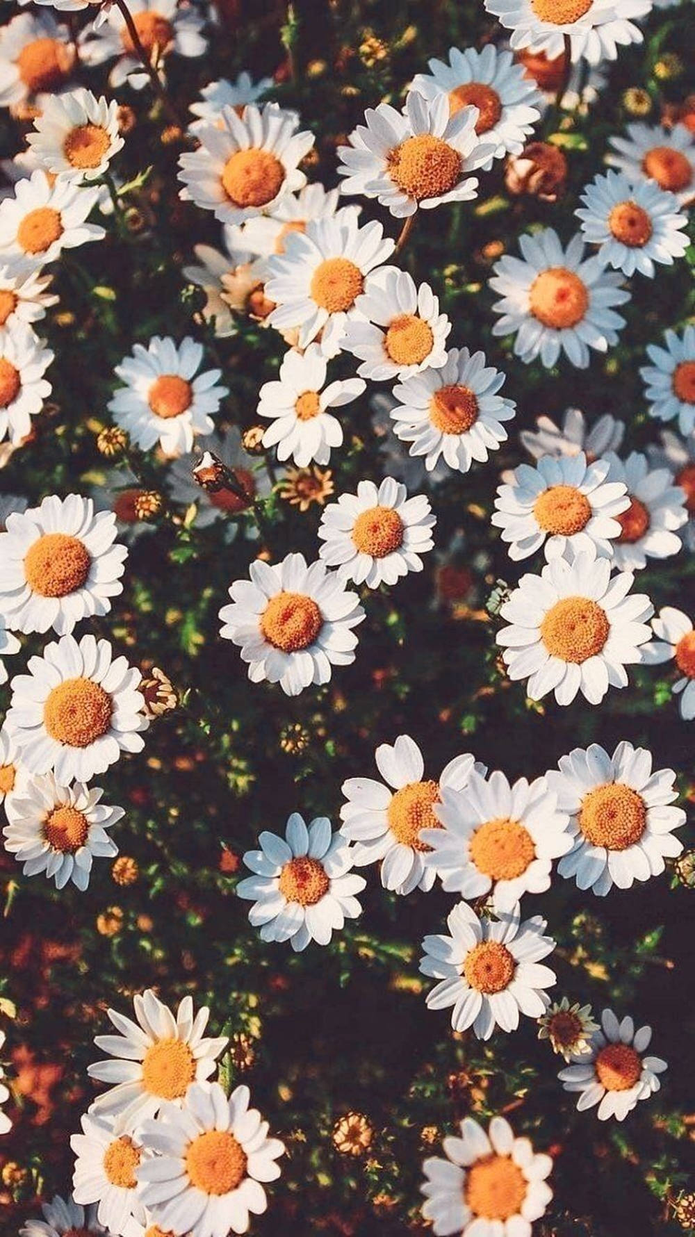 Cute Daisy Field Phone Wallpaper