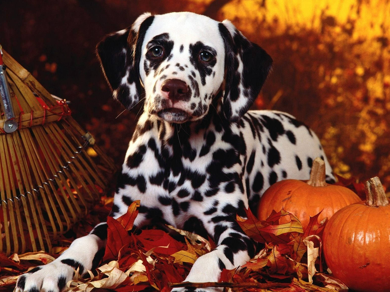 Cute Dalmatian Dog Dressed For Halloween Wallpaper