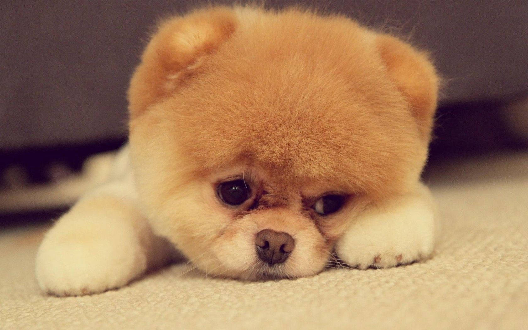 Cute Dog Pomeranian Pouting Wallpaper