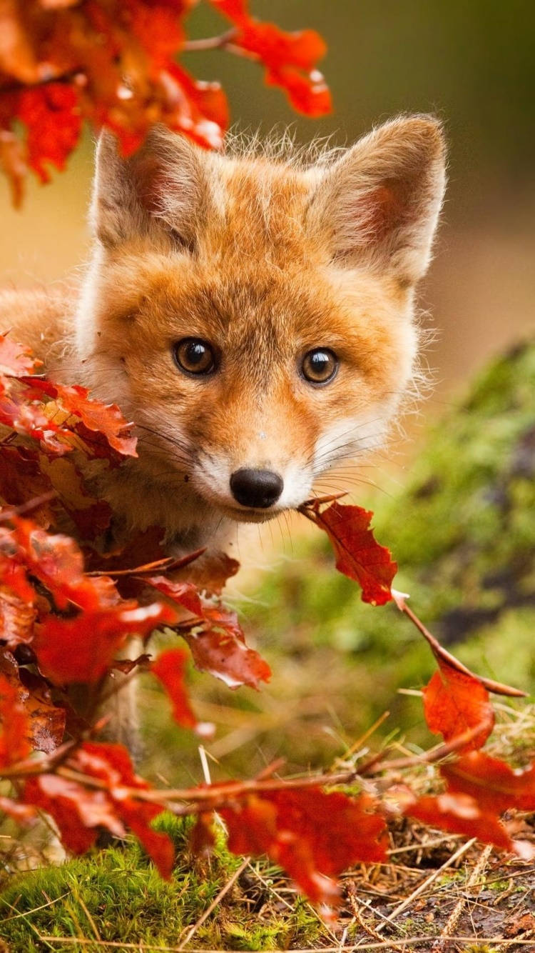 Cute Fall Phone Fox Hiding Wallpaper